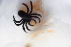 Spiders and light Art Print